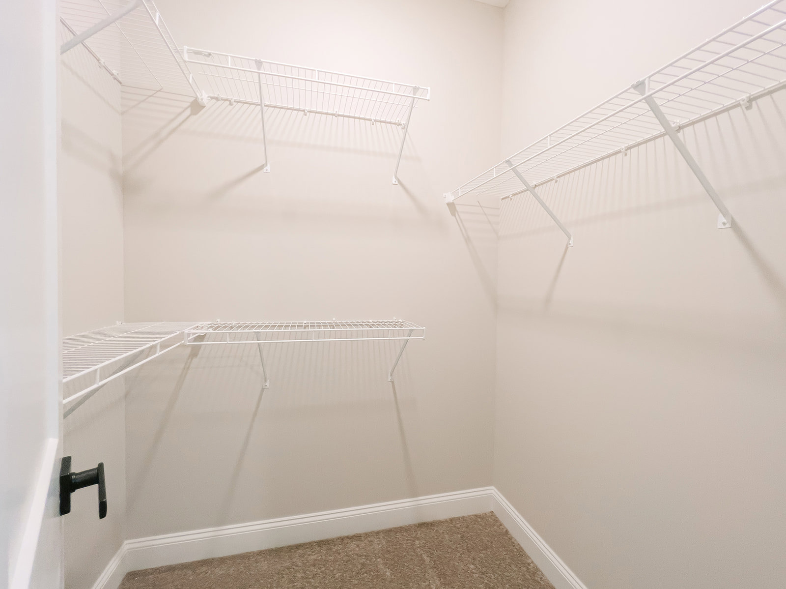 Walk-in closet with white built-in shelves, soft beige carpet flooring, and smooth white plaster walls