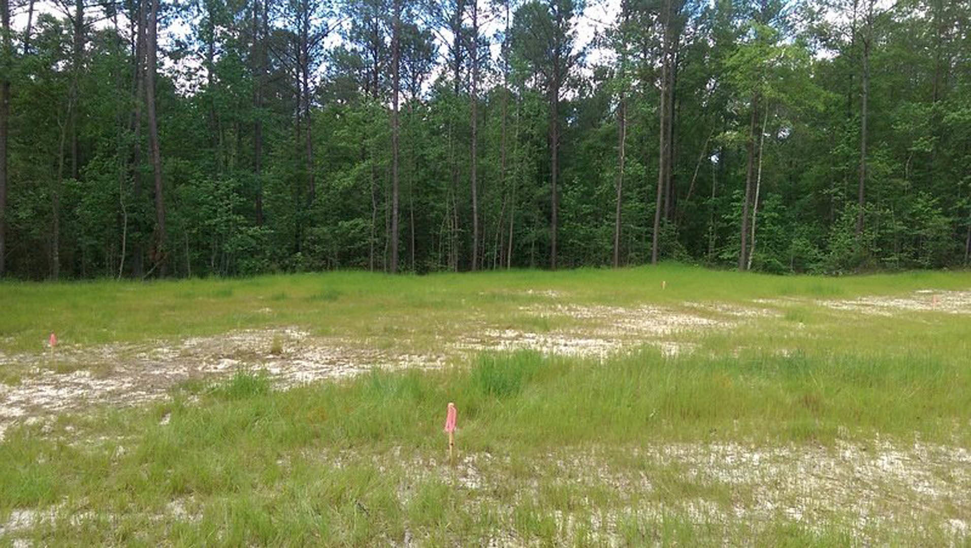 Tall green grass in an open field with a pink ice cream cone placed near the center, blue sky visible above.