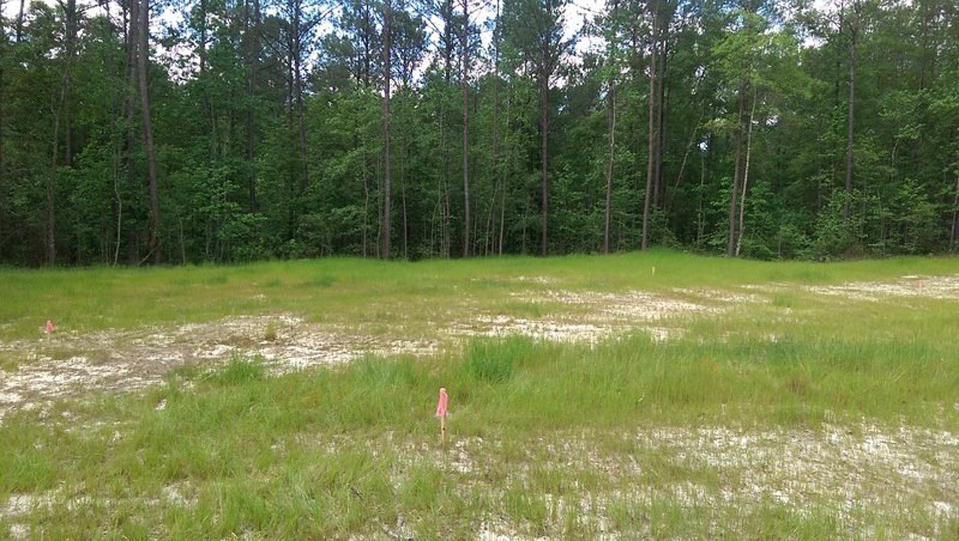 Grassy field with scattered trees in the background, pink flag marking a spot in the meadow under open sky