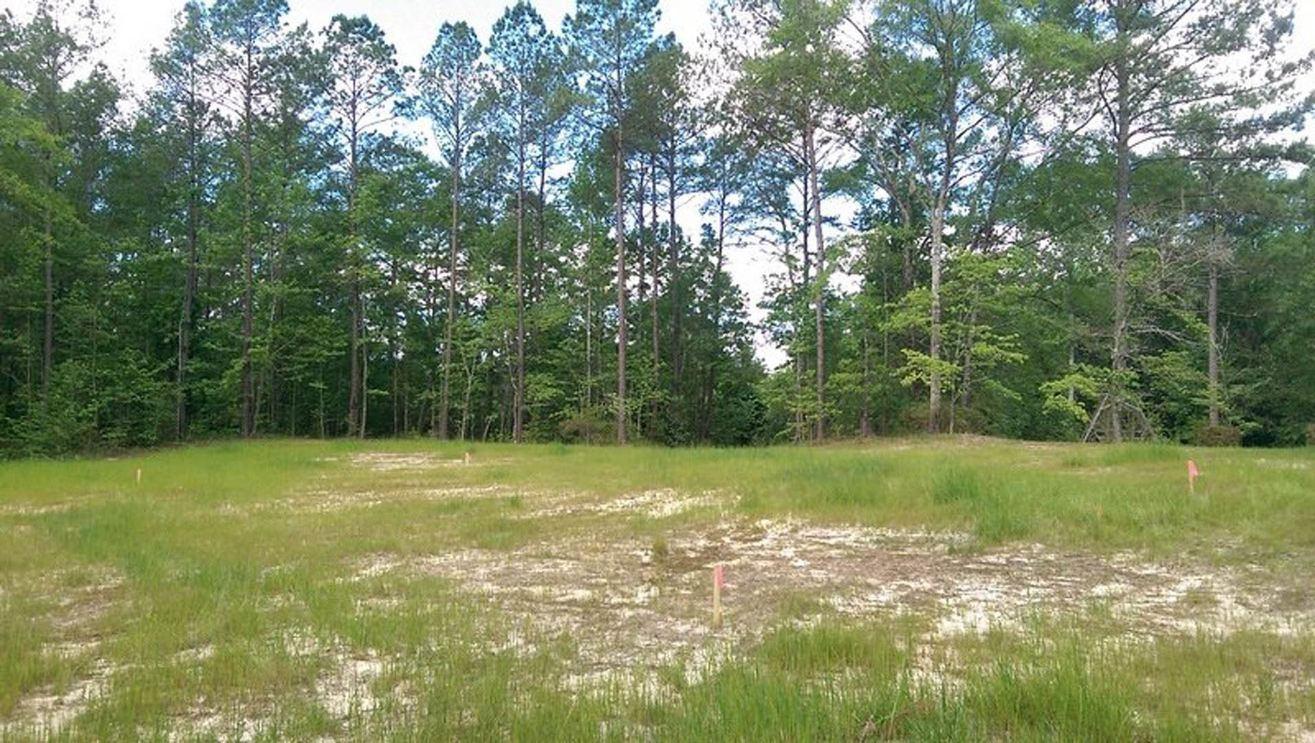 Grassy field bordered by mature trees under open sky, natural vegetation and meadow landscape