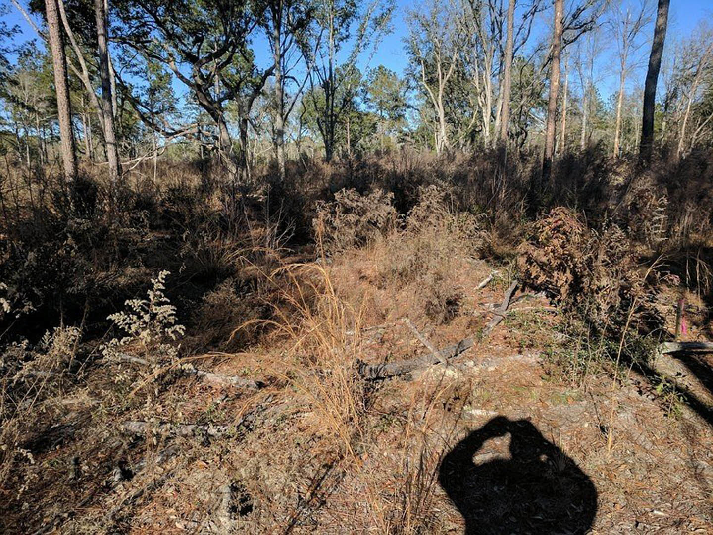 Modern custom home exterior surrounded by tall trees and dense forest, sunlight casting shadows on grassy ground, natural landscaping with shrubs and plants visible.