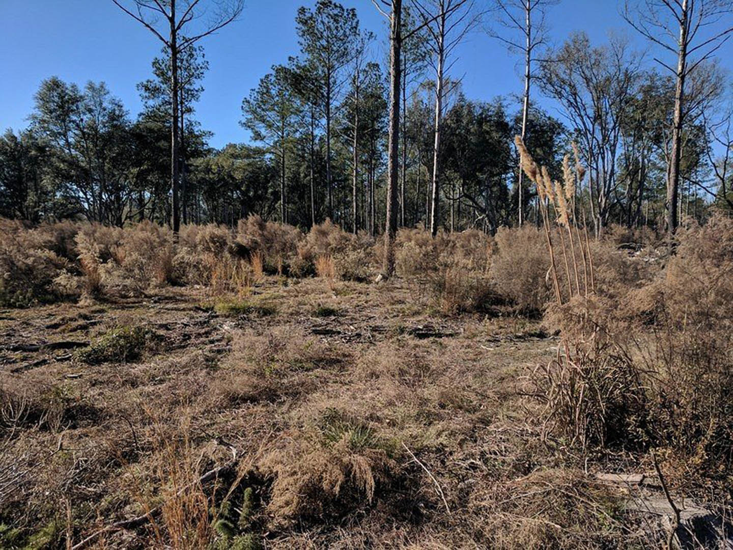 Dry golden grass covering a wide field, clusters of leafy and bare trees scattered throughout, clear blue sky overhead, textured tree trunks visible in foreground