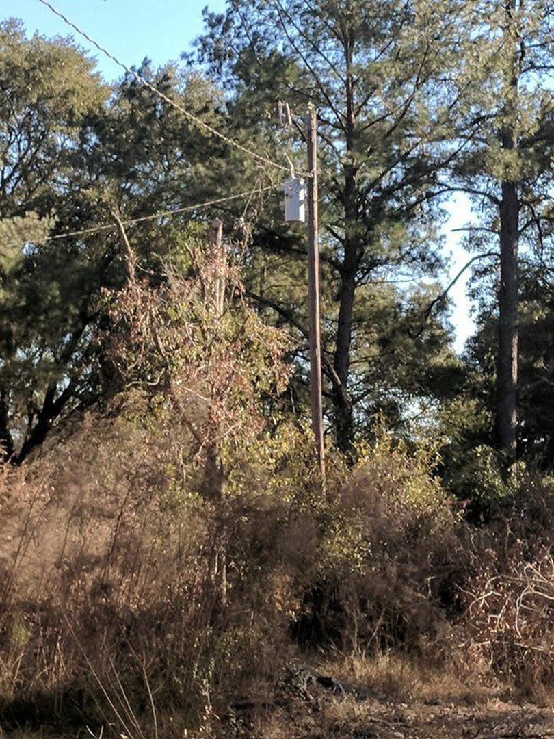 Wooden power line pole surrounded by tall grass and dense trees in a wooded area, sky visible through branches