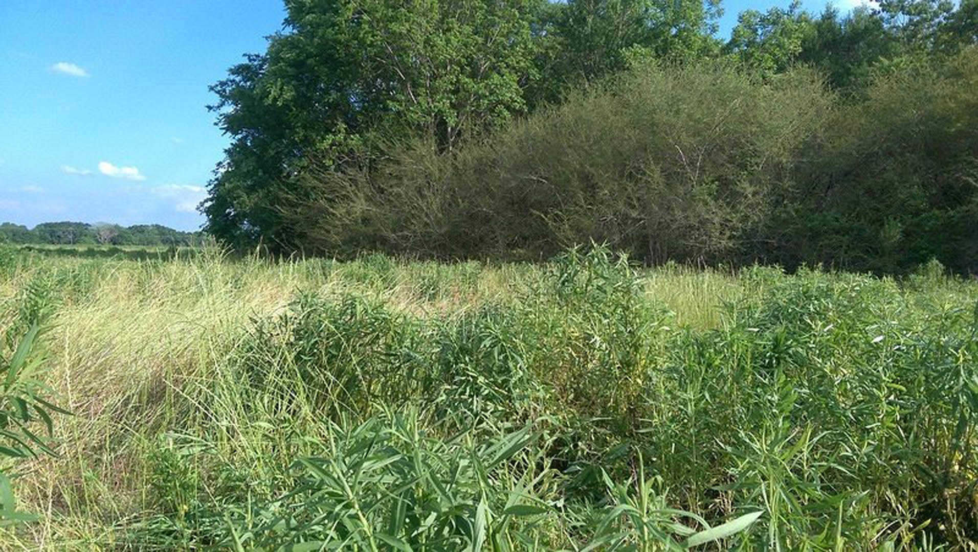 Tall grass field bordered by mature trees under a partly cloudy blue sky
