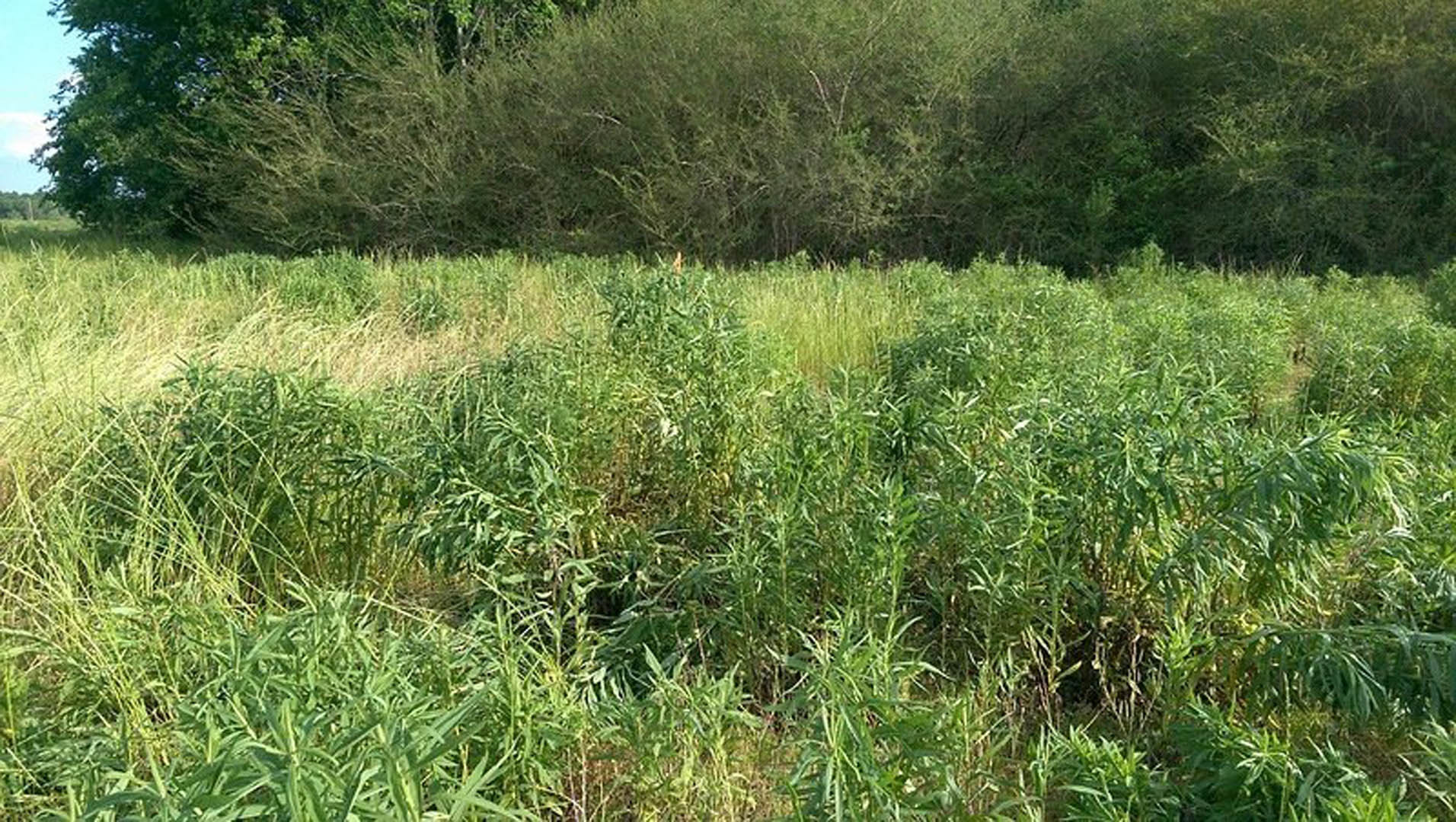 Tall grass field with dense vegetation, scattered bushes, and trees under a partly cloudy blue sky