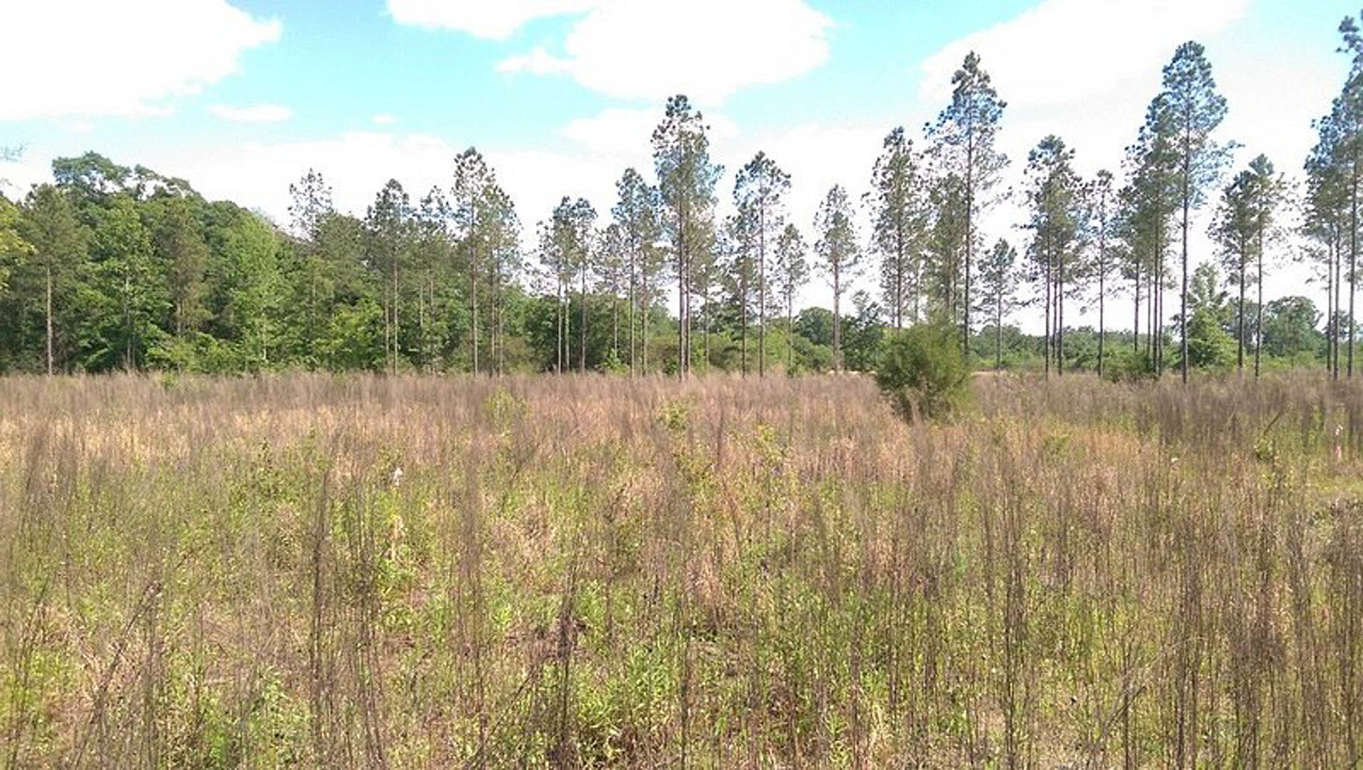 Tall grass field bordered by mature trees under a partly cloudy sky