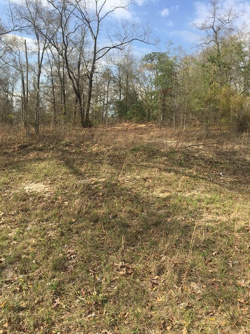 Grassy lawn bordered by mature trees under a partly cloudy sky