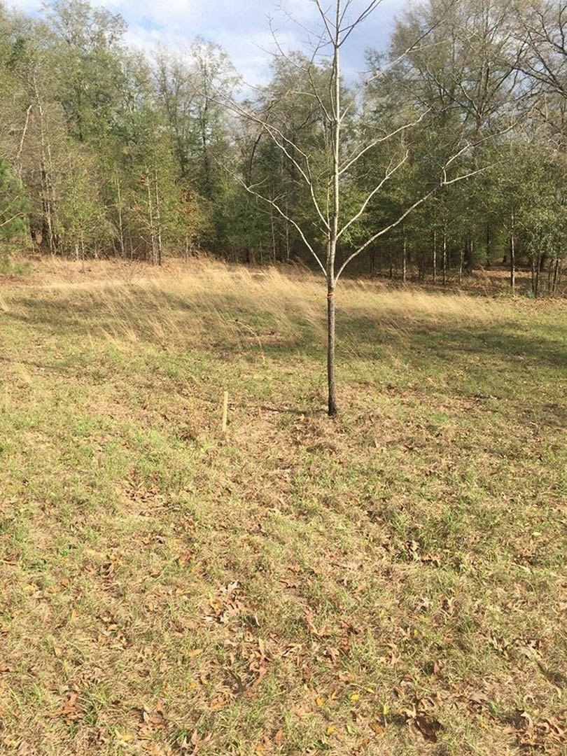 Modern custom home with stone and wood siding, large windows, and landscaped lawn bordered by mature trees under a clear sky