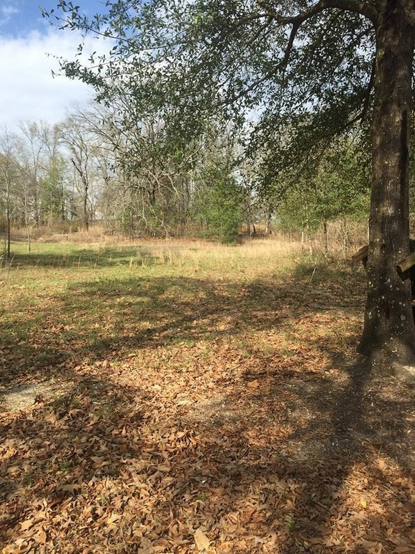 Mature deciduous tree with textured trunk standing in grassy field, scattered leaves on ground, blue sky with clouds in background