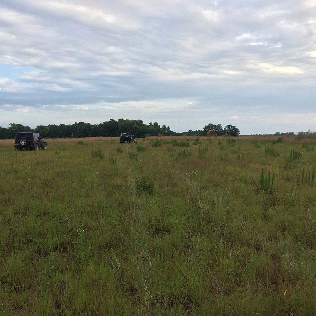 Tall green grass field with scattered trees, parked cars, and overcast sky in the background
