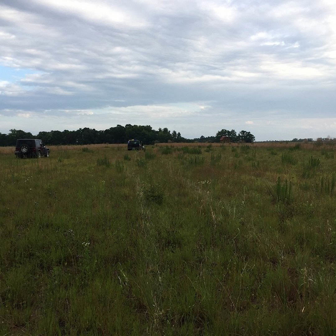 Wide grassy field bordered by mature trees, parked cars visible near the road, overcast sky overhead