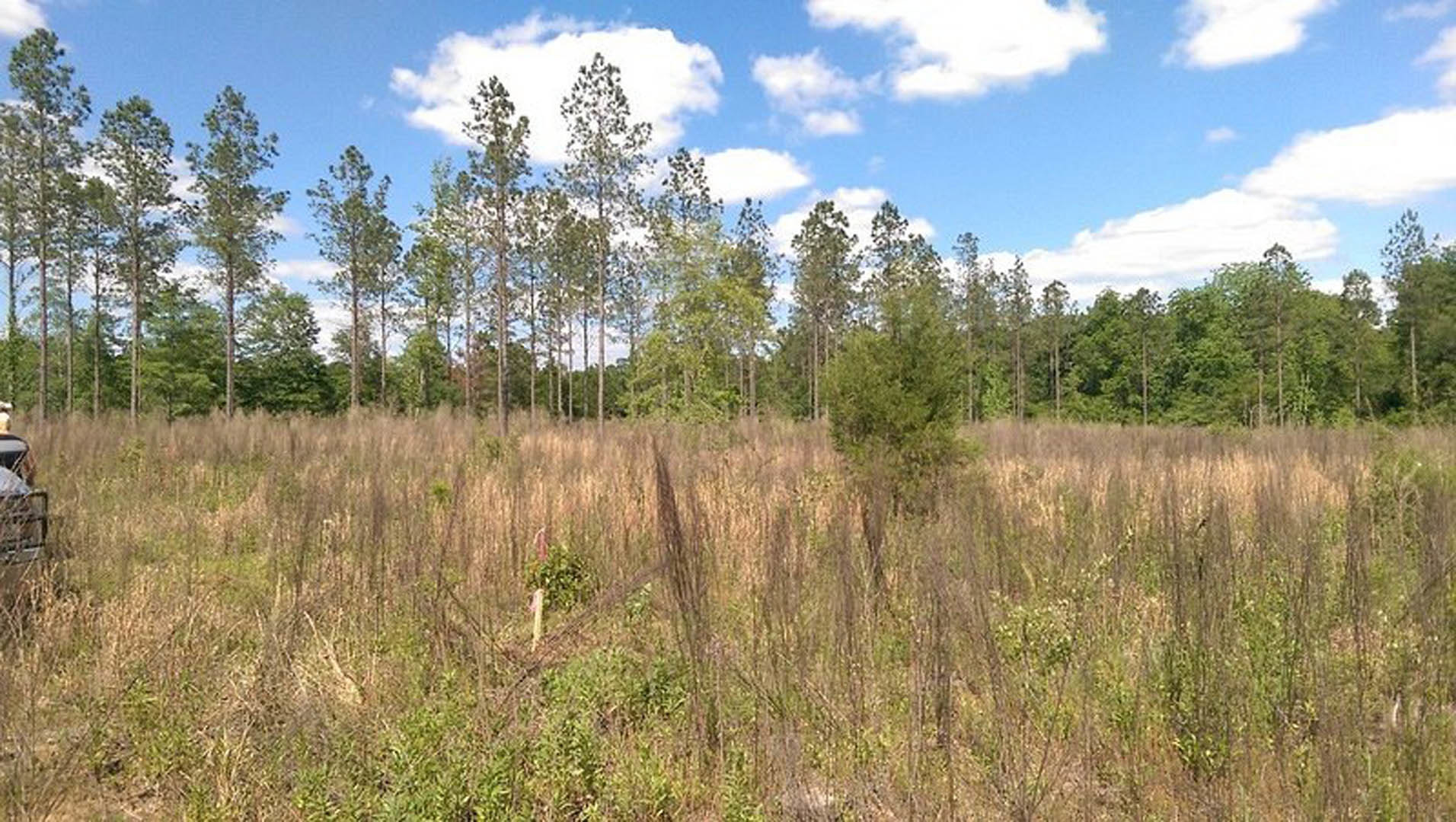 Tall grass field bordered by mature trees under blue sky with scattered clouds