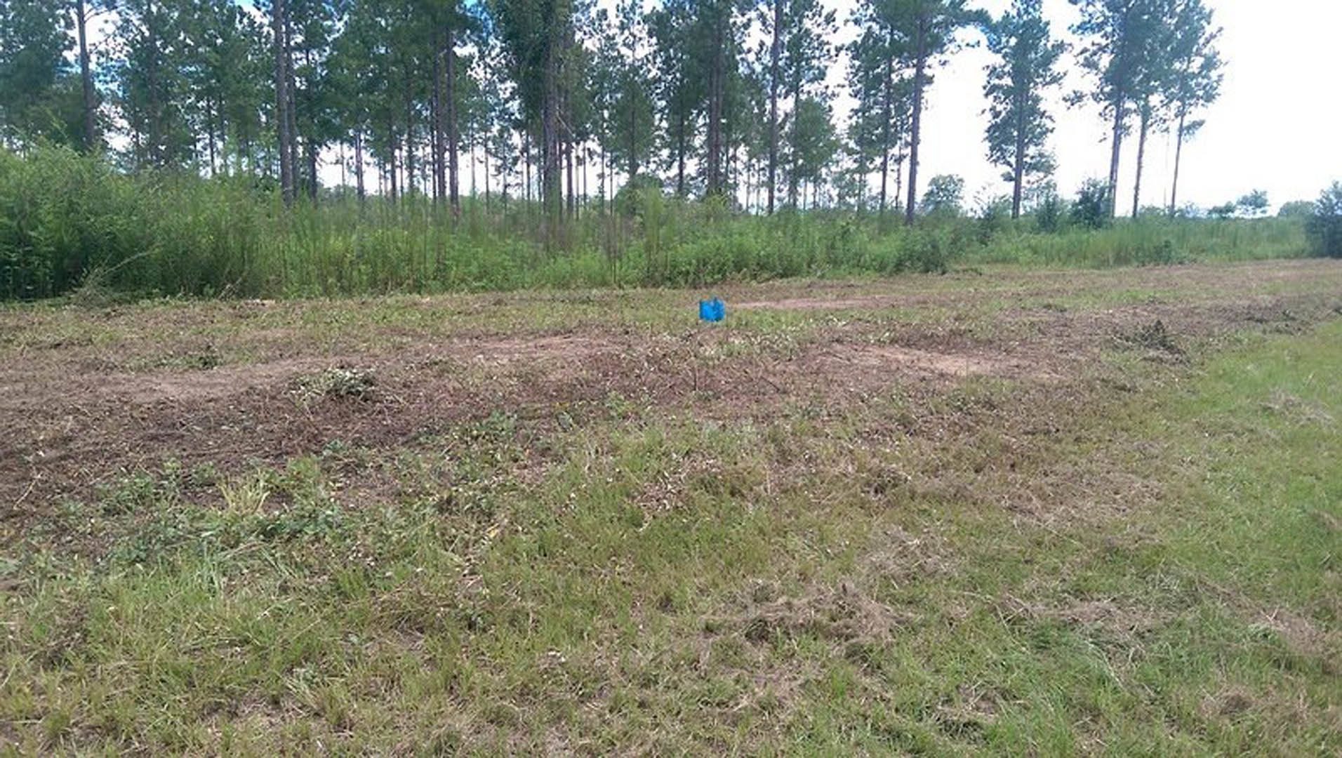 Grassy field with a blue bucket in the center, bordered by trees under a clear sky