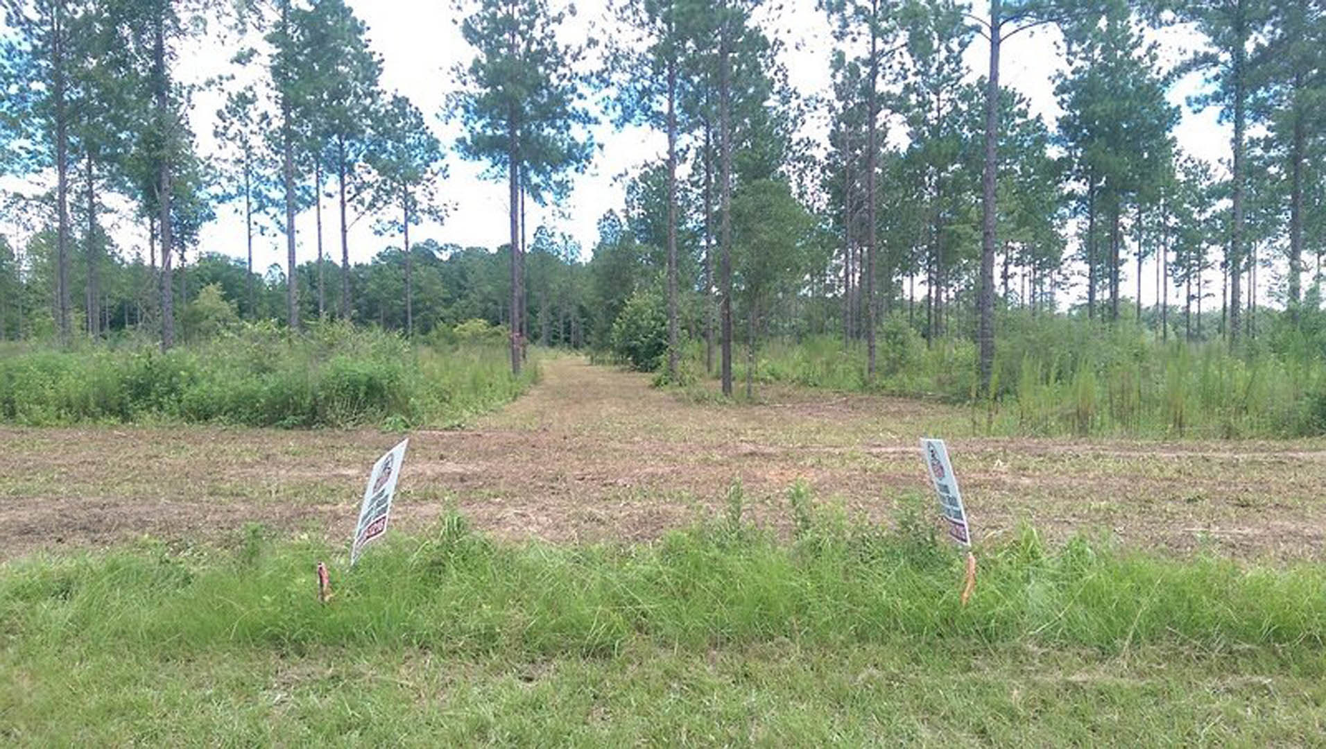 Stone pathway winding through dense forest, bordered by tall grass and wild plants, wooden signs marking trail under open sky