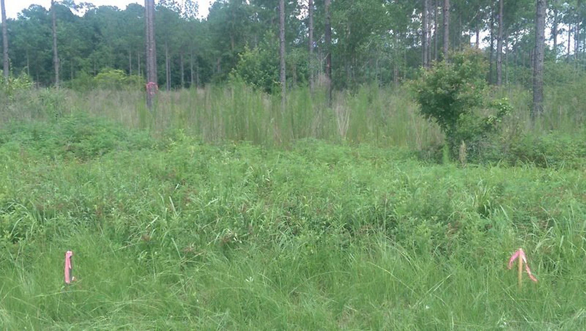 Tall grassy lawn bordered by mature trees, dense foliage in background, natural outdoor setting
