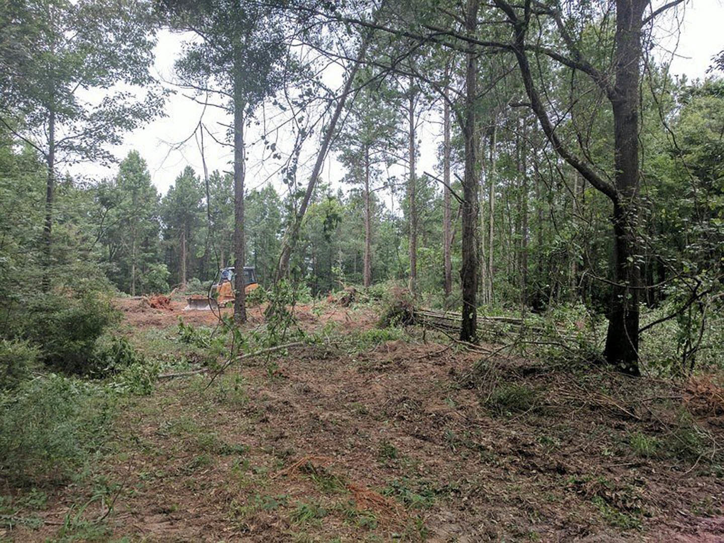 Green tractor parked among tall trees in a dense forest with dirt ground and scattered grass patches