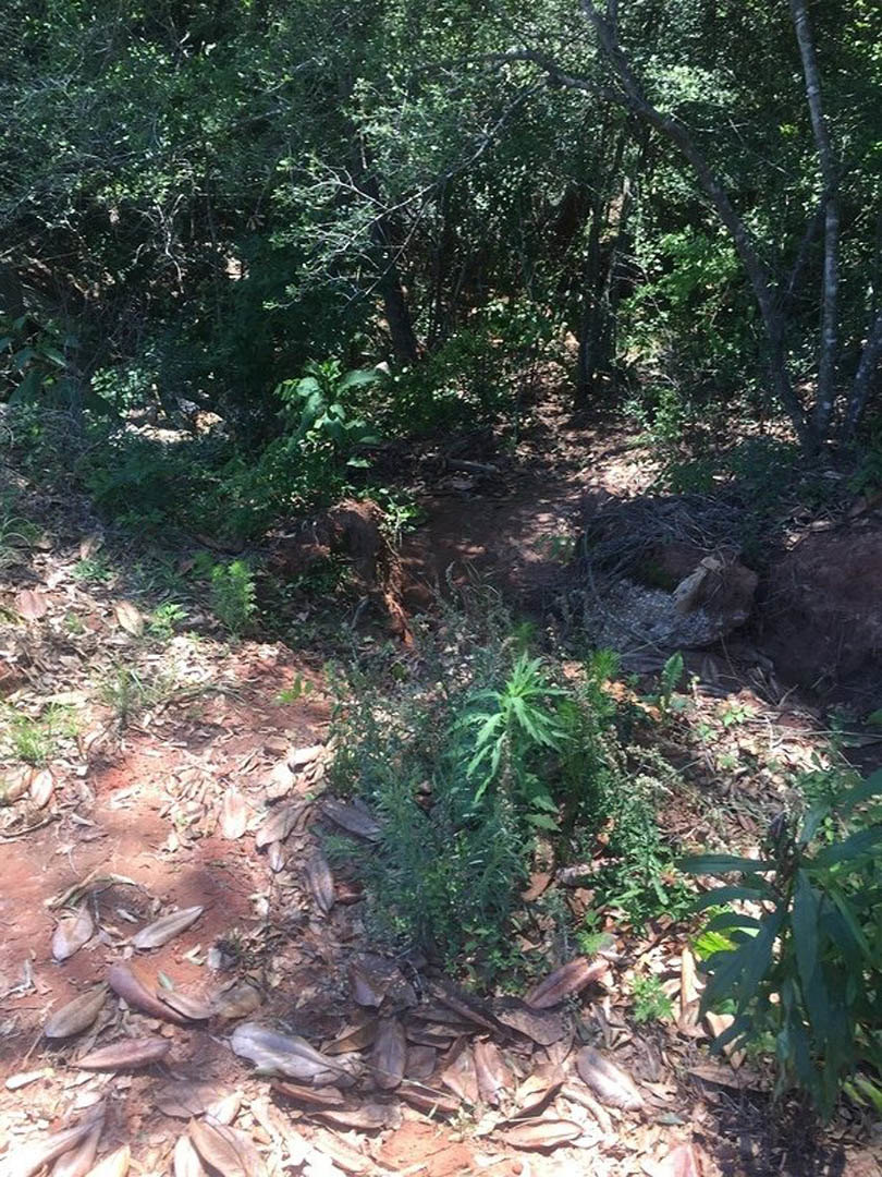 Dirt path winding through dense forest with tall trees, leafy undergrowth, and scattered green plants along the ground