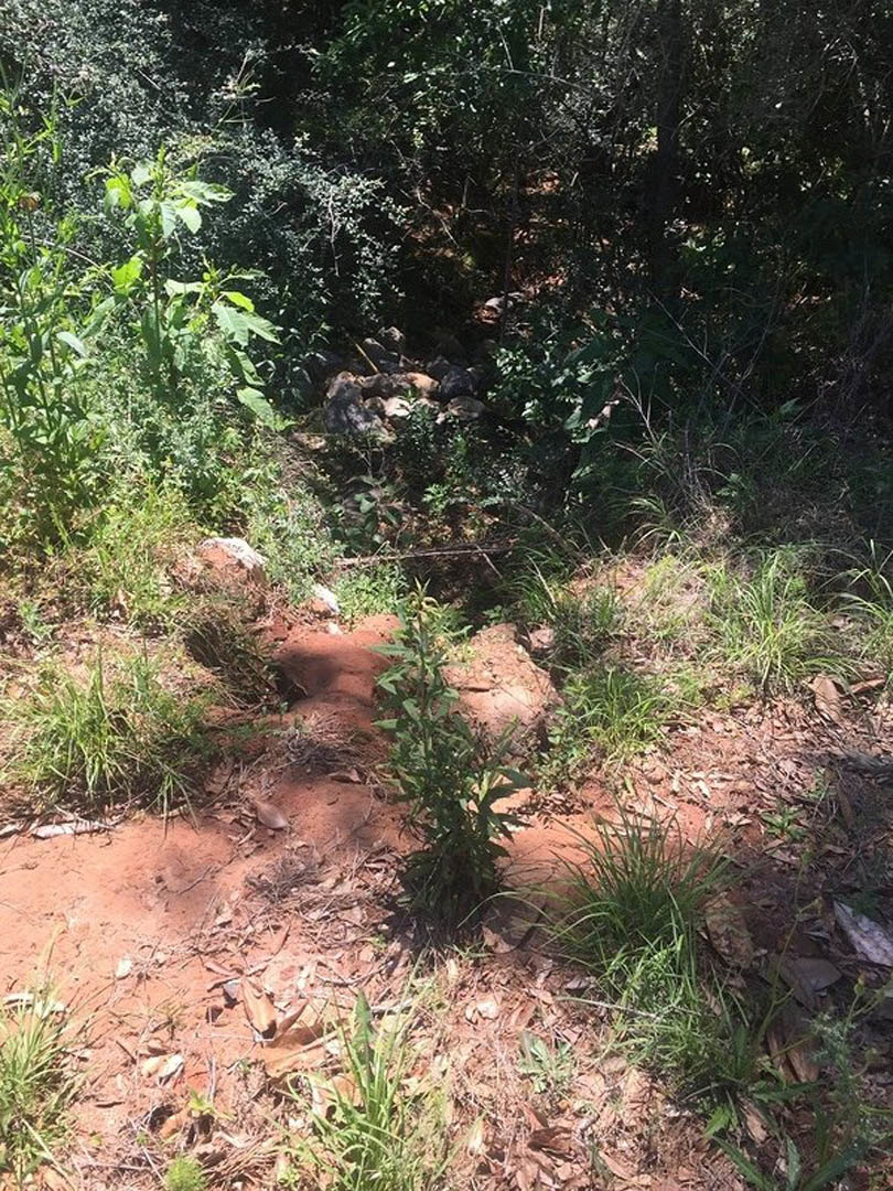 Young green plant emerging from a small hole in brown soil, surrounded by loose dirt and scattered rocks in a wooded outdoor setting