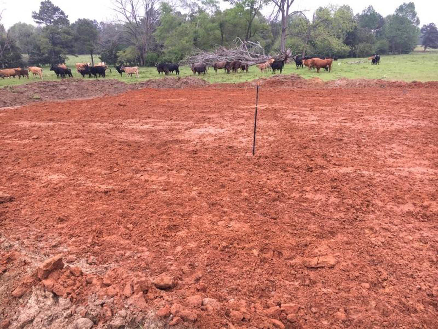 Modern custom home with light stone exterior, large windows, and dark wood accents, surrounded by green grass and mature trees under a clear sky