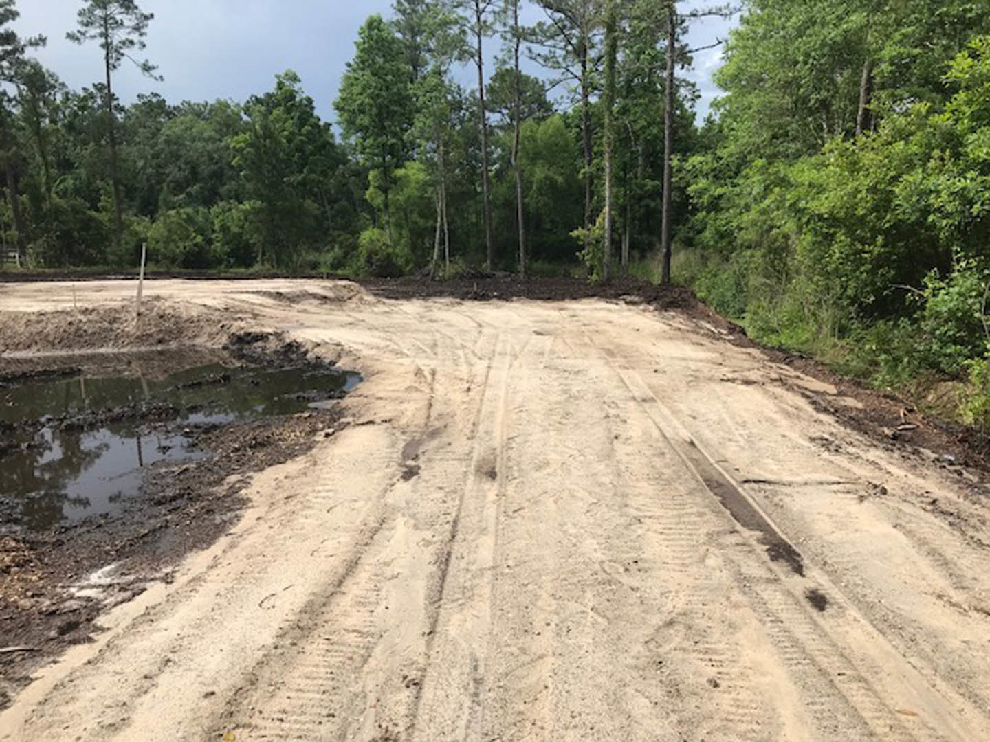 Dirt road with deep tire tracks and muddy puddles winding through a dense forest of tall trees under a clear blue sky