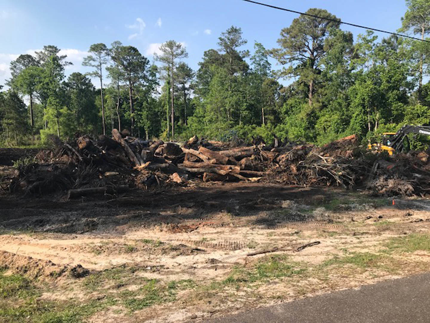 Stacked logs on forest floor surrounded by tall trees, cloudy sky overhead, patches of soil and greenery visible