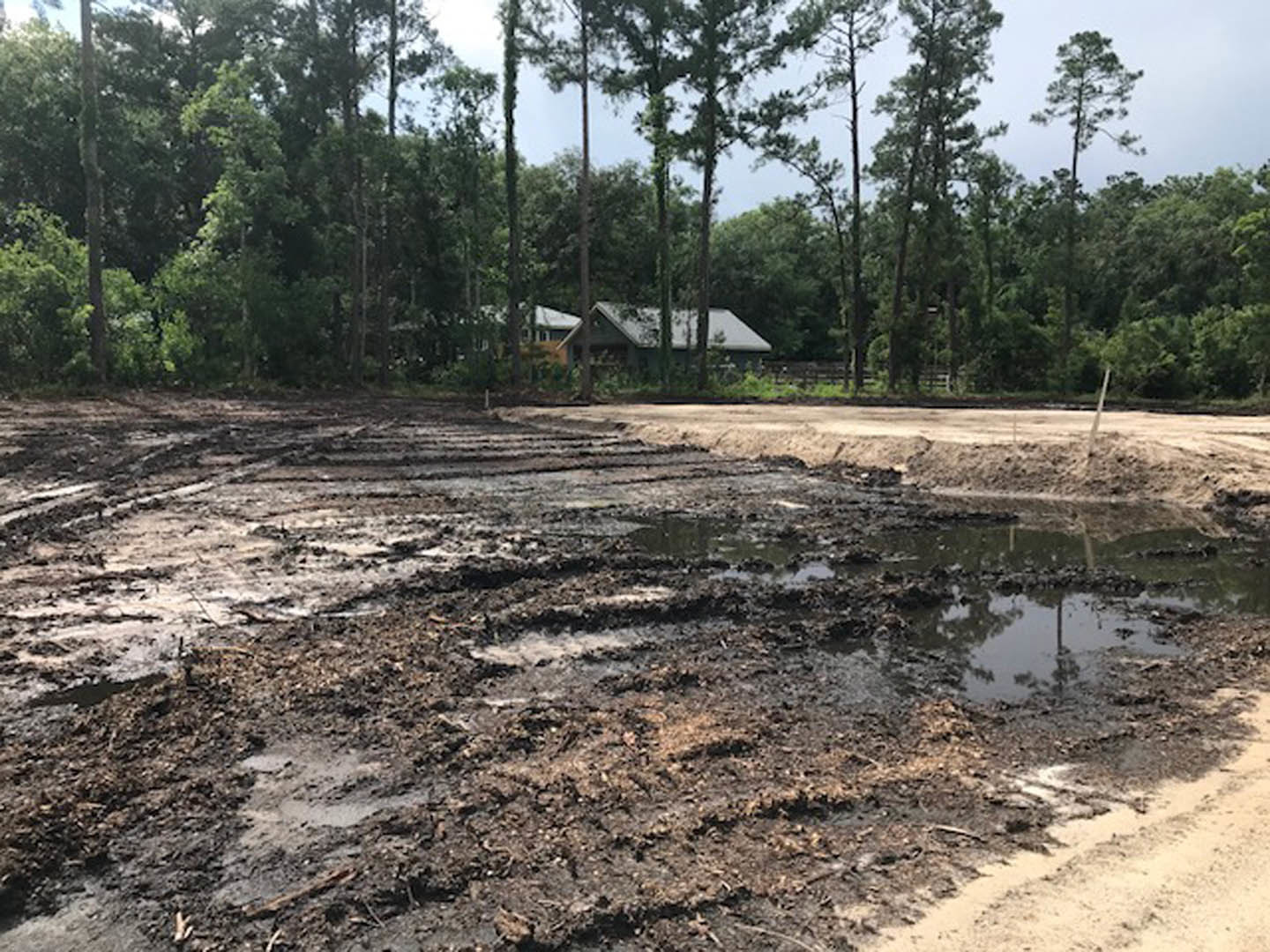 Muddy ground bordered by a group of trees, forested landscape and Sammallahdenmäki visible in the background