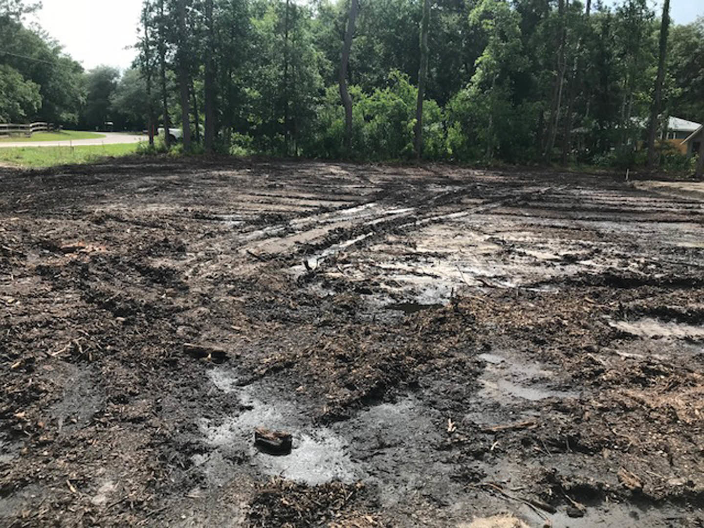 Muddy ground bordered by tall trees, overcast sky above, sparse vegetation scattered across soil