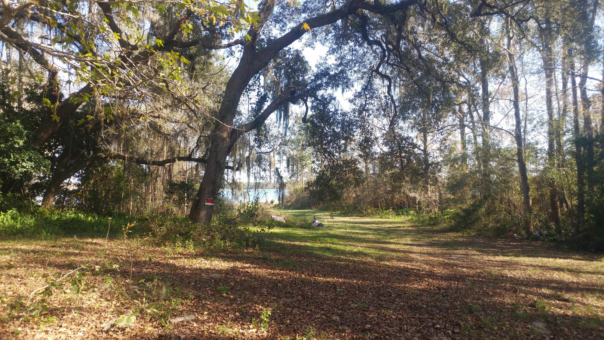 Modern custom home surrounded by tall deciduous trees, expansive grassy lawn, sunlight filtering through branches, moss-covered trunks, and a nearby lake visible in the background