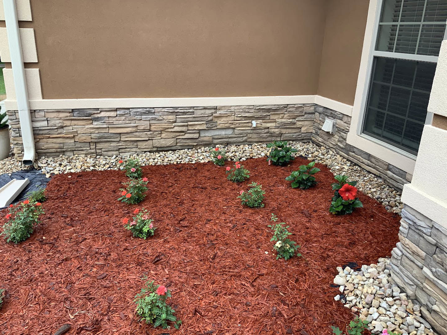 Red mulch flower bed with blooming roses and other flowers beside a brick wall, white-framed window, and white decorative object.