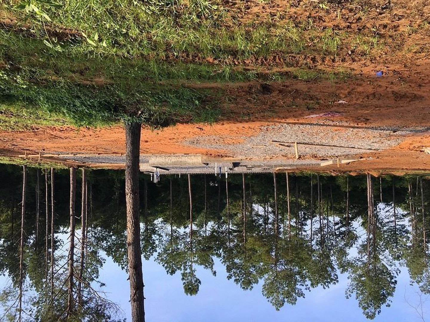 Dirt road bordered by tall trees and lush grass, with a pond reflecting greenery in the background