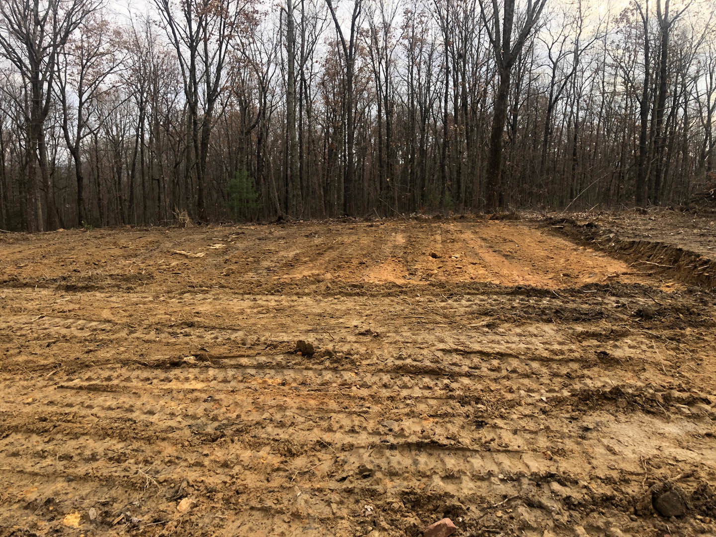 Dirt field with tire tracks bordered by a group of green-leaved trees under a clear sky