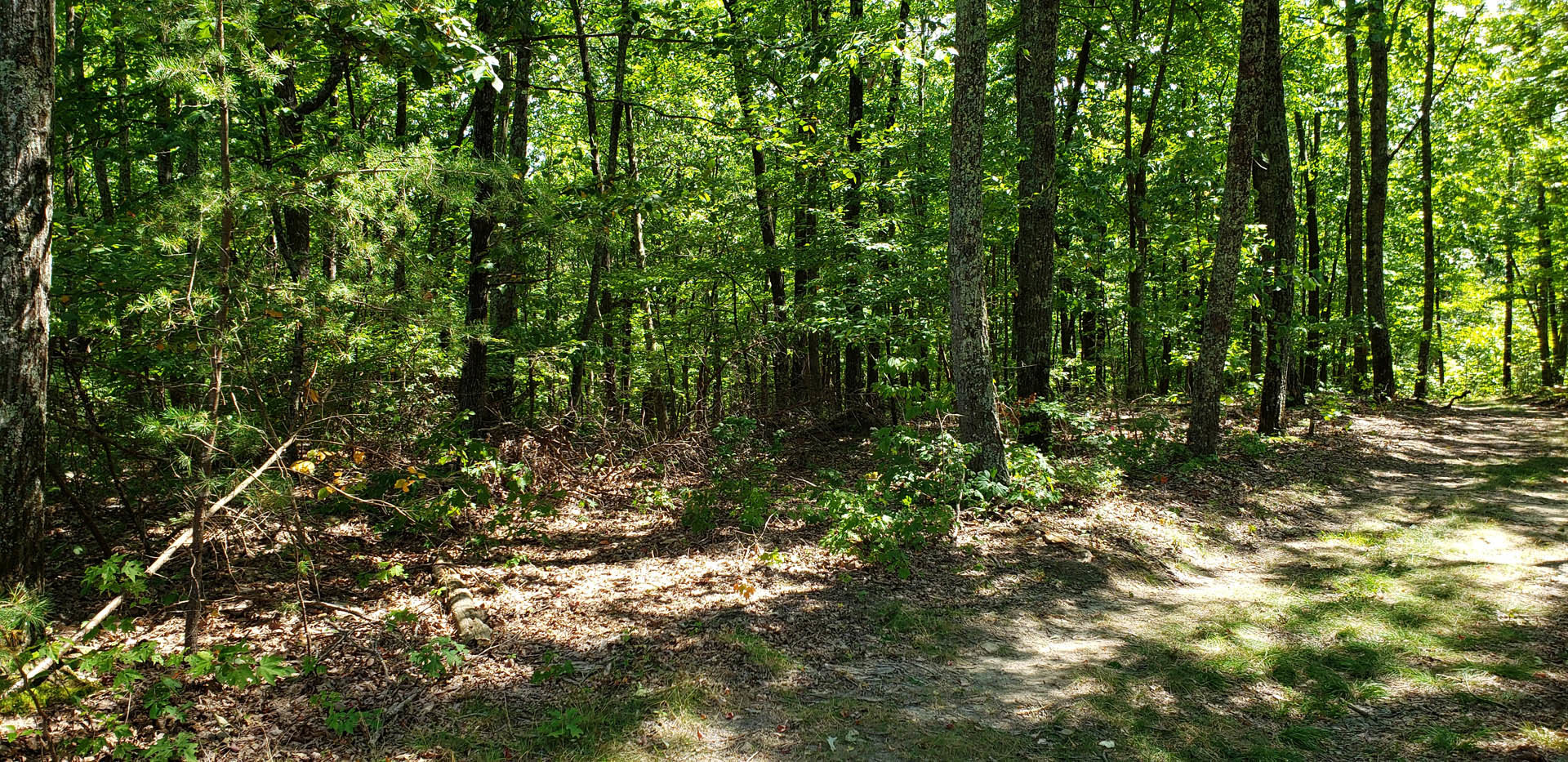 Dirt path winding through dense forest with tall trees, leafy undergrowth, and patches of grass