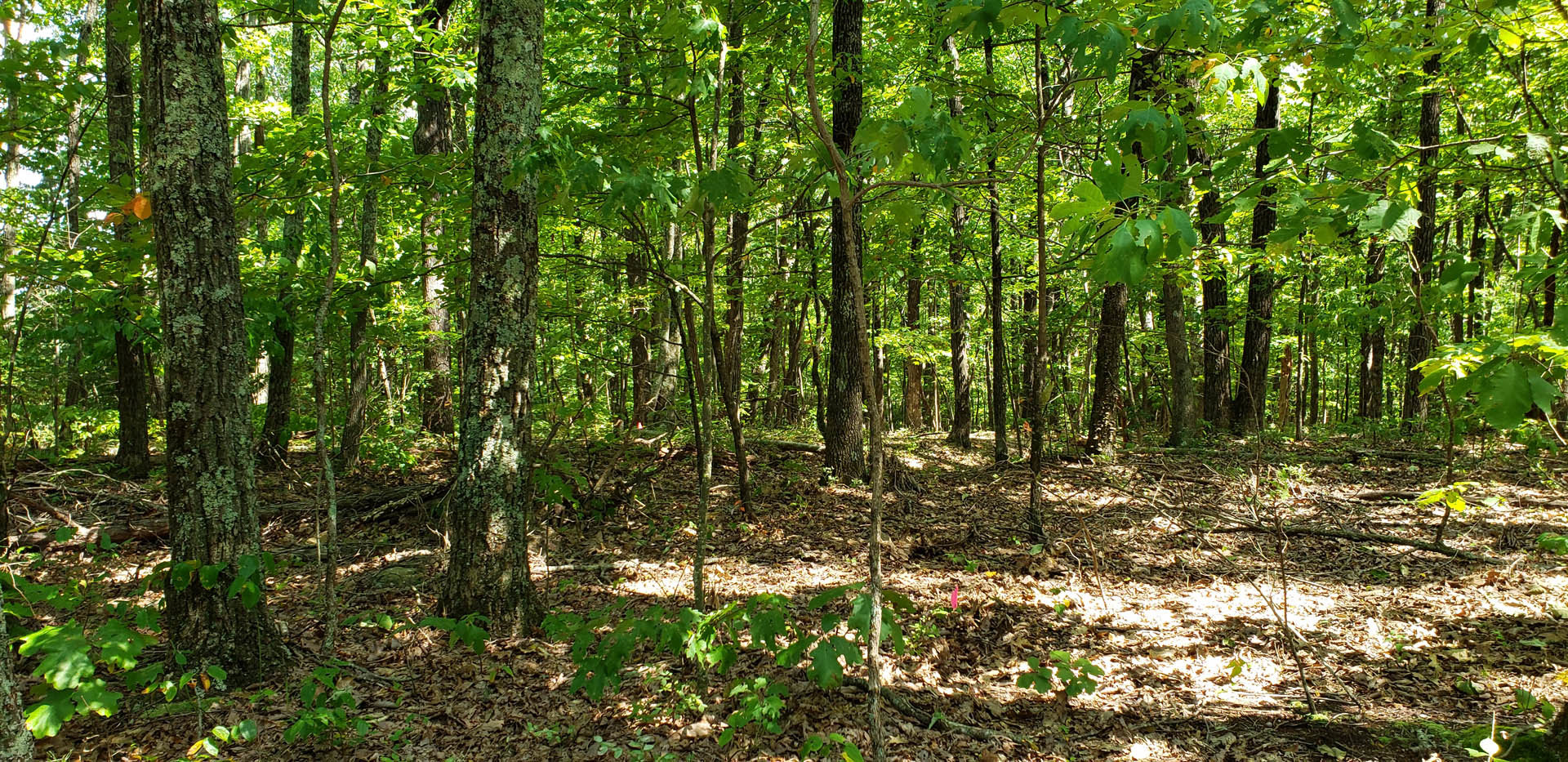 Dense hardwood forest with tall deciduous trees, leafy canopy, moss-covered trunks, and natural undergrowth covering the forest floor