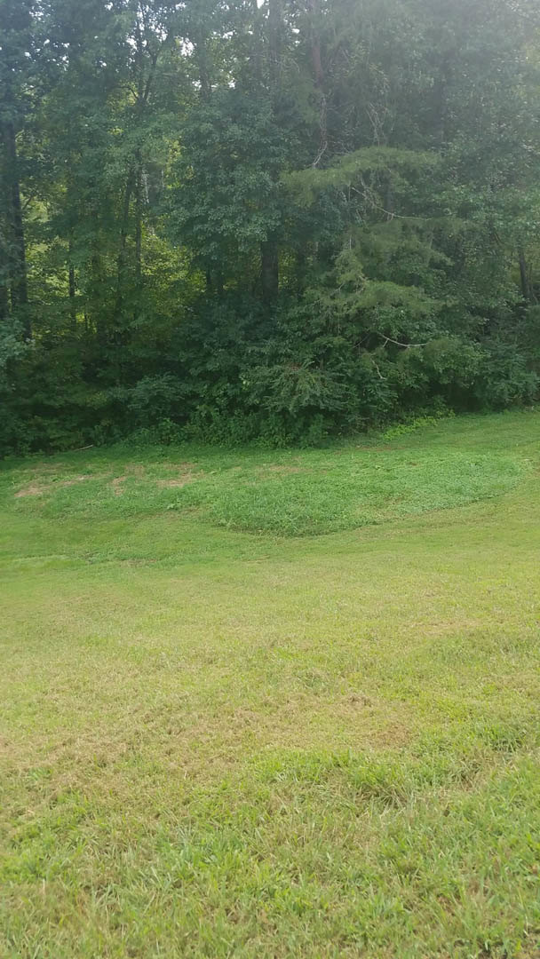 Expansive green lawn bordered by mature trees, dense foliage in background, white structure centered on grass
