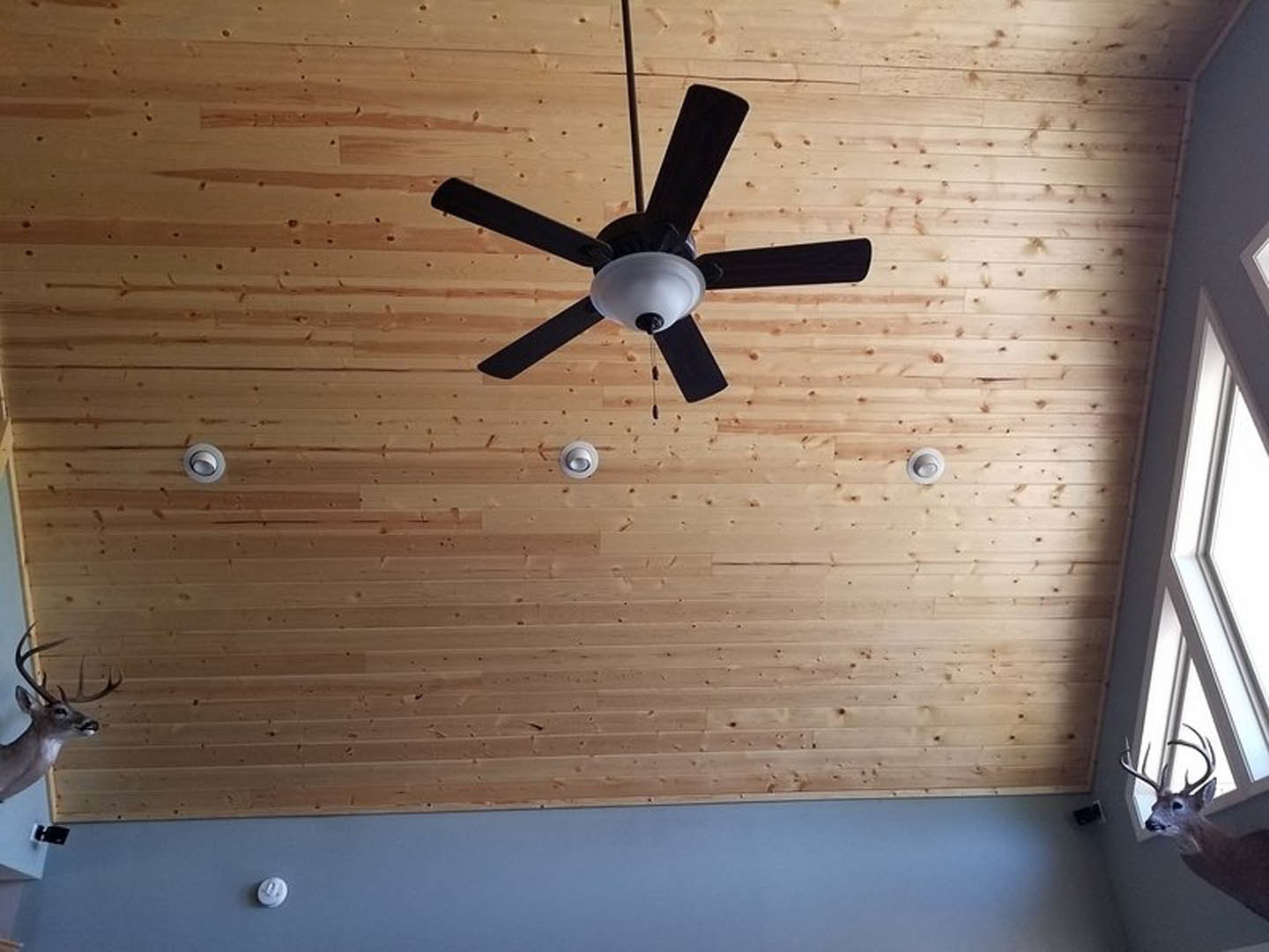 Ceiling fan with integrated light fixture mounted on wood plank ceiling, blue accent wall with wooden trim, window visible in foreground.