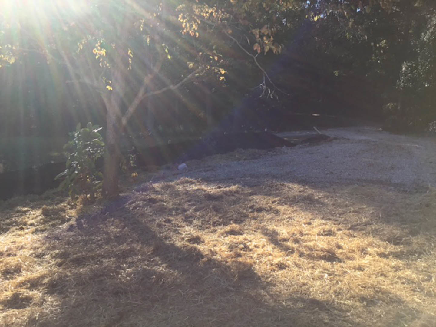 Sunlight streaming through leafy trees onto grassy yard, with soft morning light illuminating outdoor landscape.