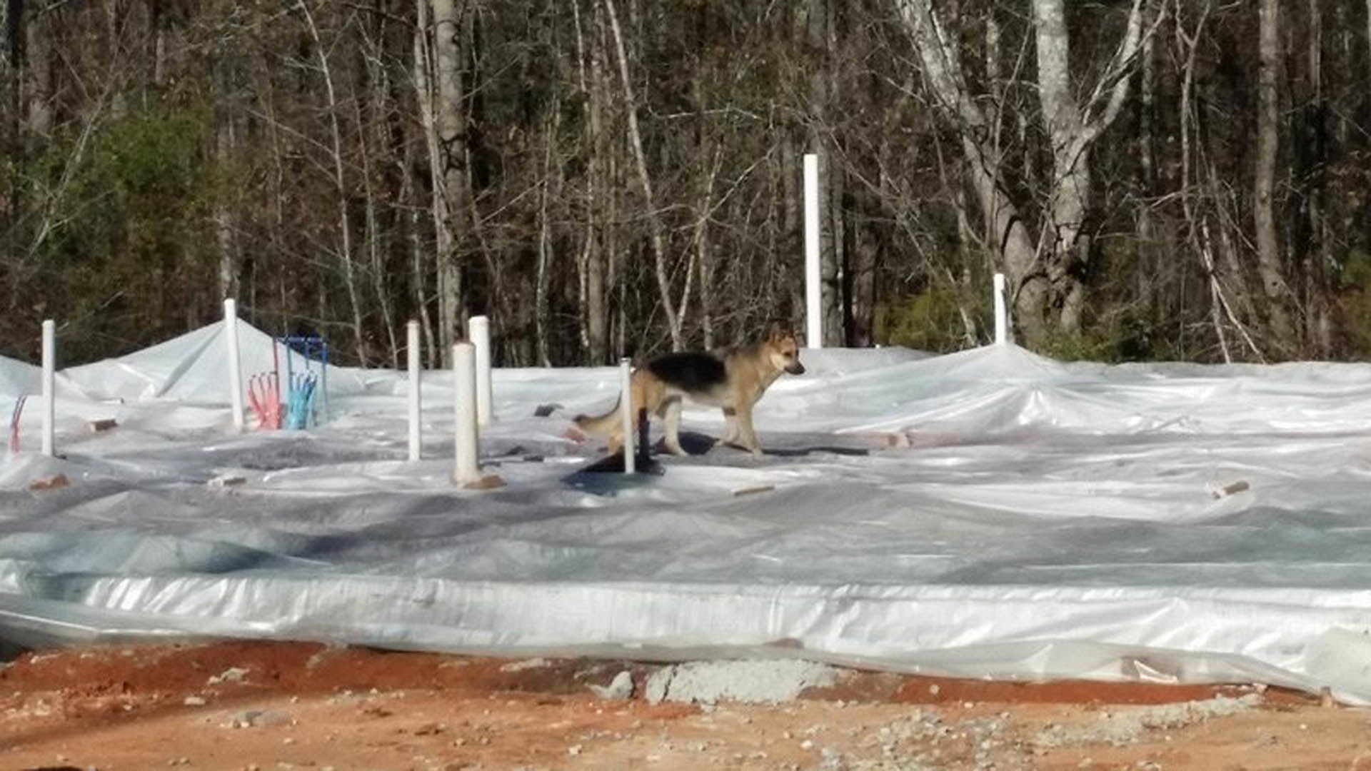 Dog standing on a blue tarp in a snowy yard with trees in the background