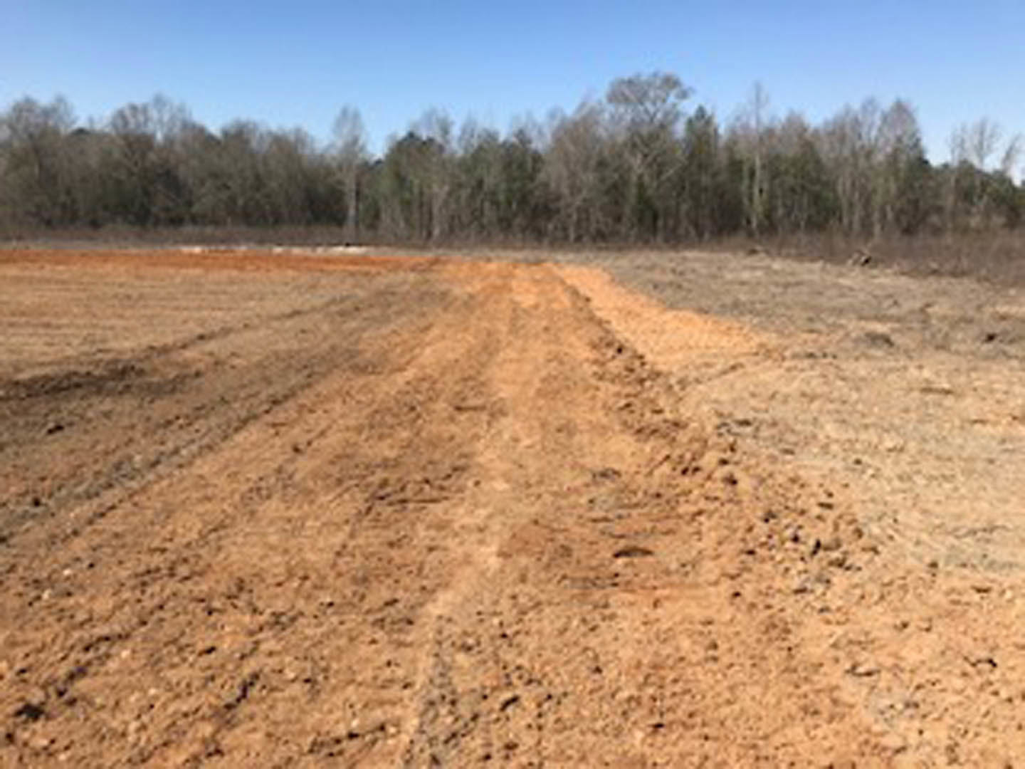 Dirt road with tire tracks and footprints, bordered by trees under a clear blue sky