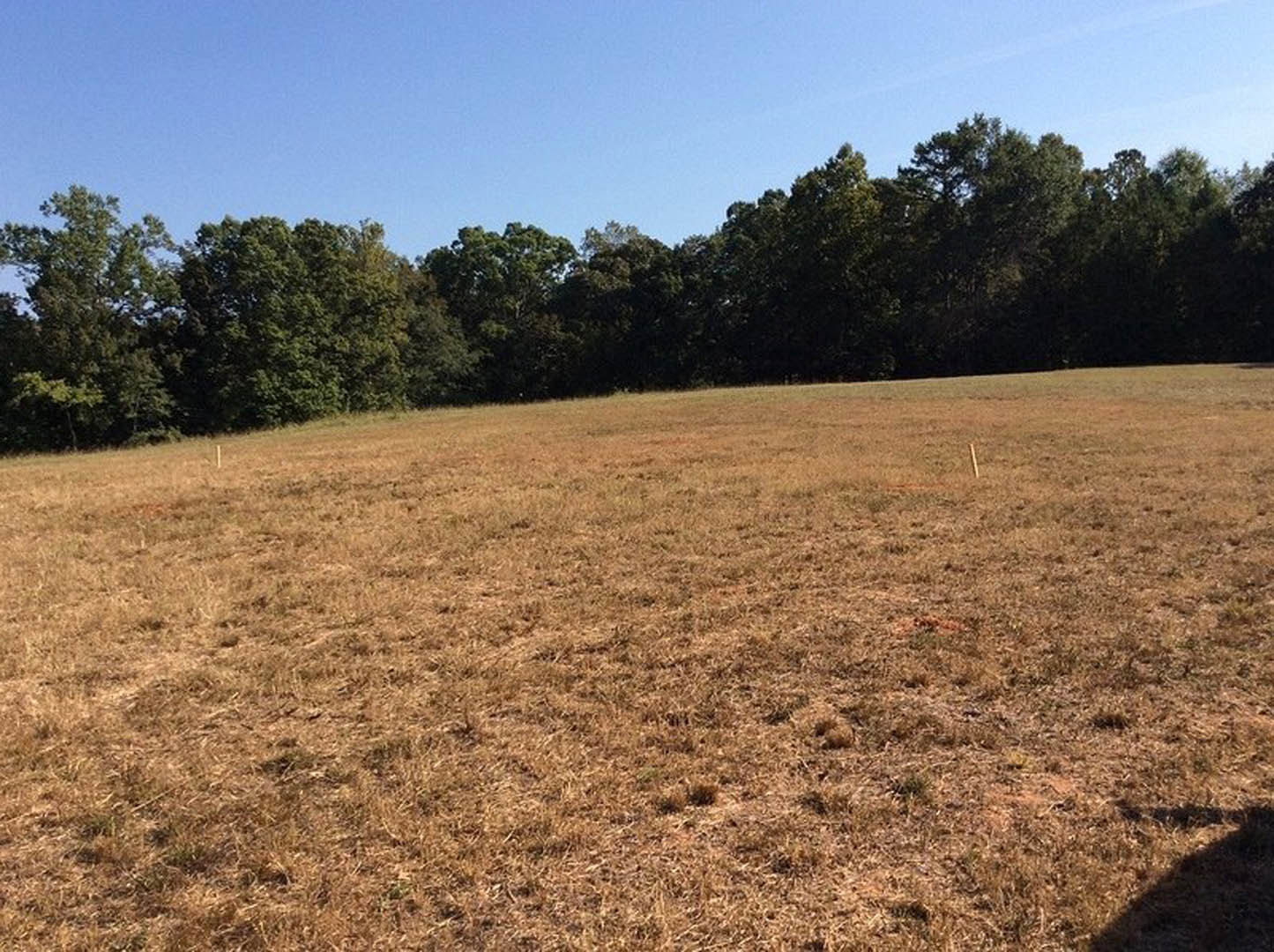 Expansive field of brown grass bordered by leafy trees under clear blue sky, shadow of a cow cast across meadow