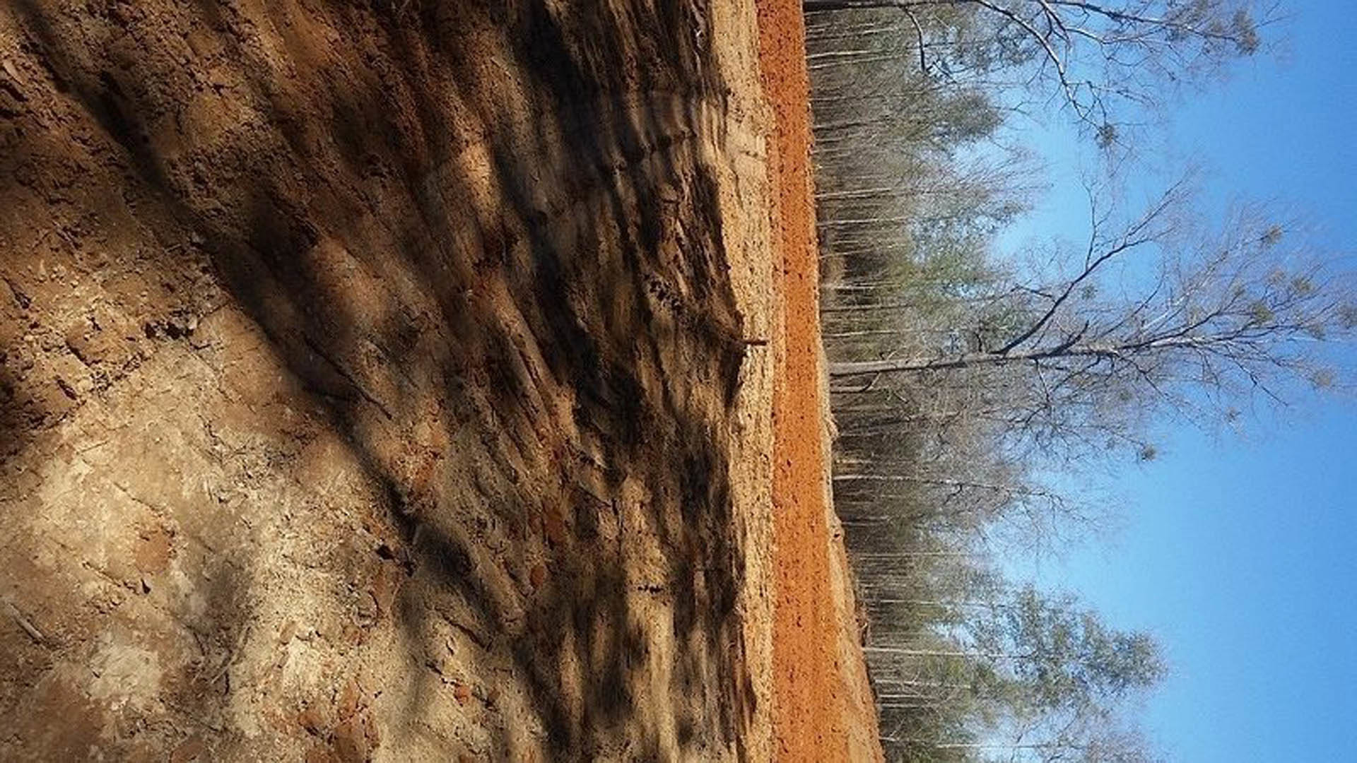 Dirt path leading through a wooded area with tall trees in the background, sunlight casting shadows across the brown earth