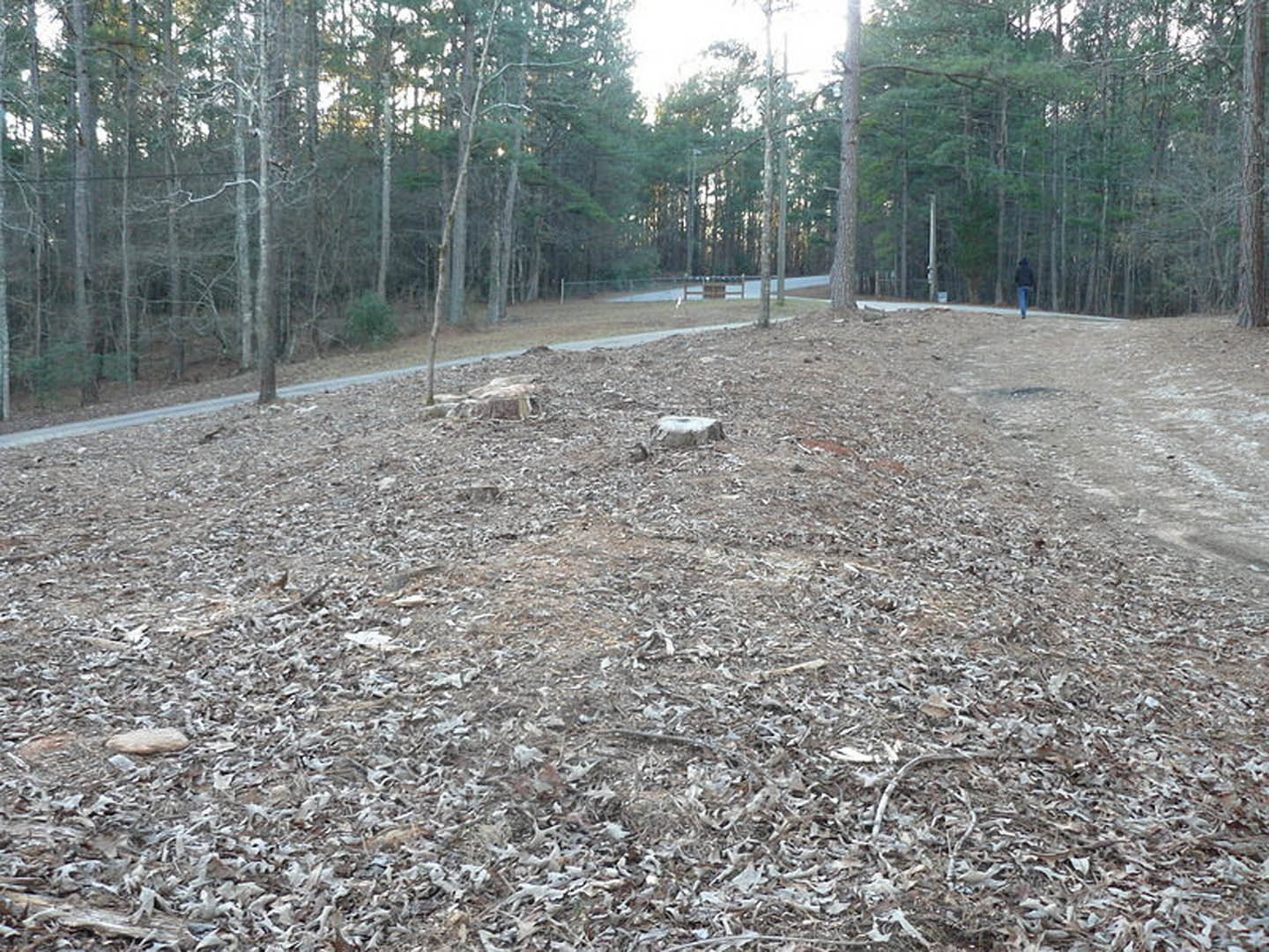 Wooded trail beside custom home, person walking along dirt path, tree stumps and dense forest surrounding outdoor area, natural landscaping with mature trees and undergrowth