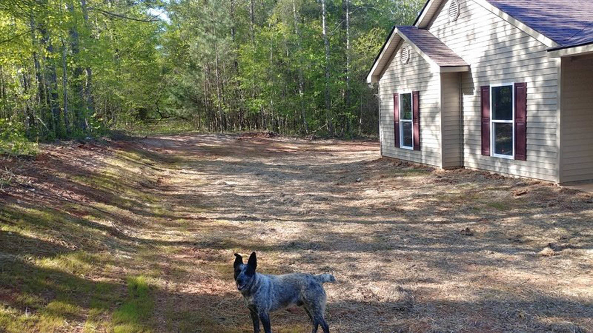 Golden retriever standing on green lawn in front of modern white house with large windows, tree, and landscaped yard