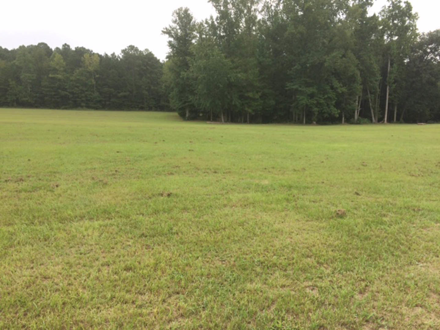 Wide grassy field bordered by mature trees under open sky