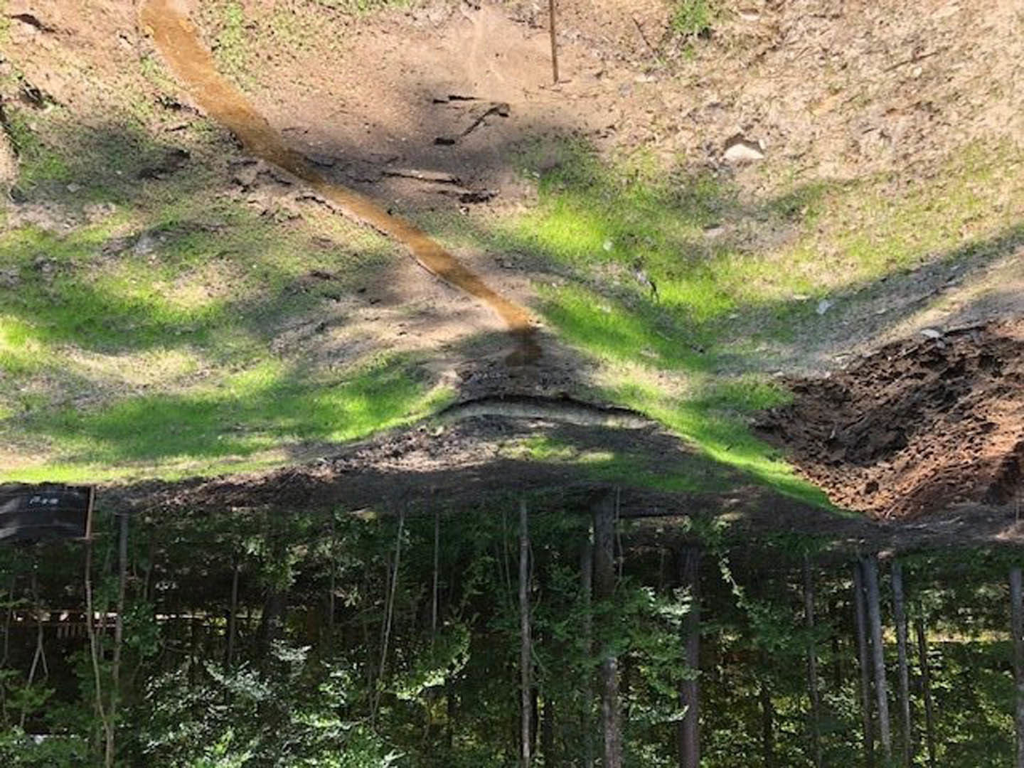 Dirt path winding through dense forest with grass, sticks, and surrounding greenery