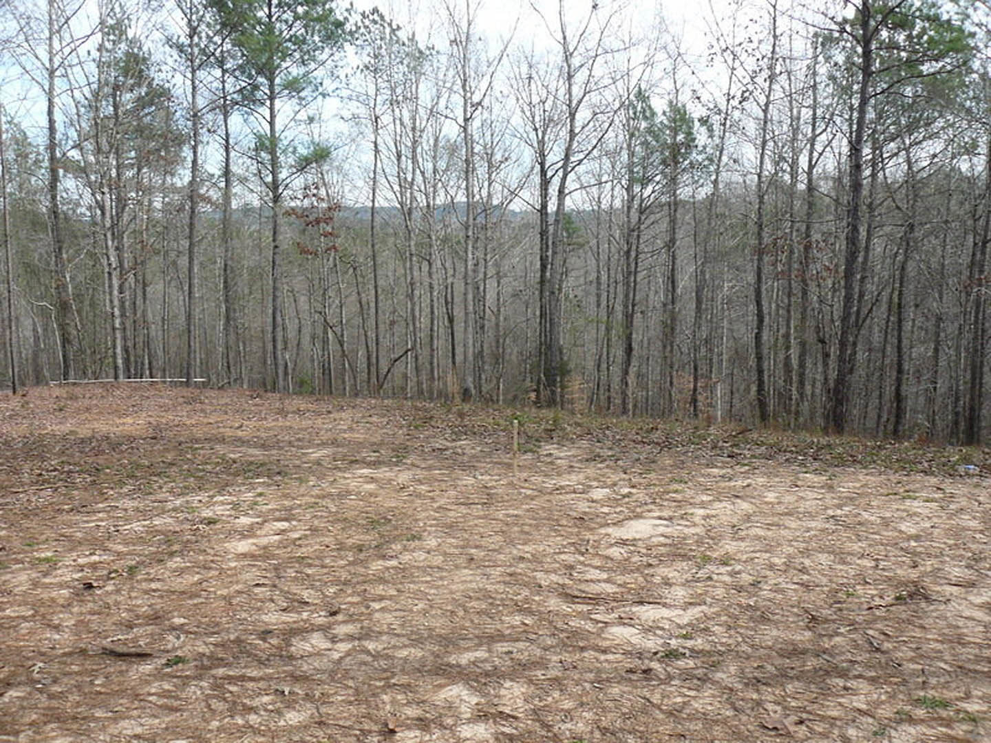 Dirt field bordered by tall trees under a clear sky