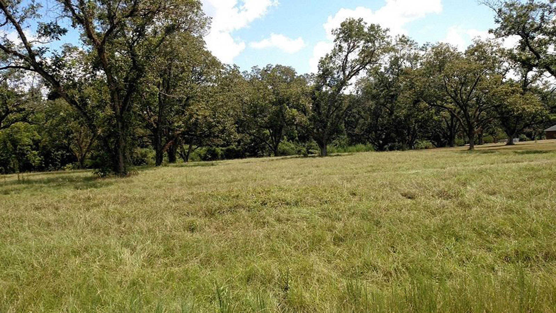 Wide grassy field bordered by mature trees under a partly cloudy blue sky