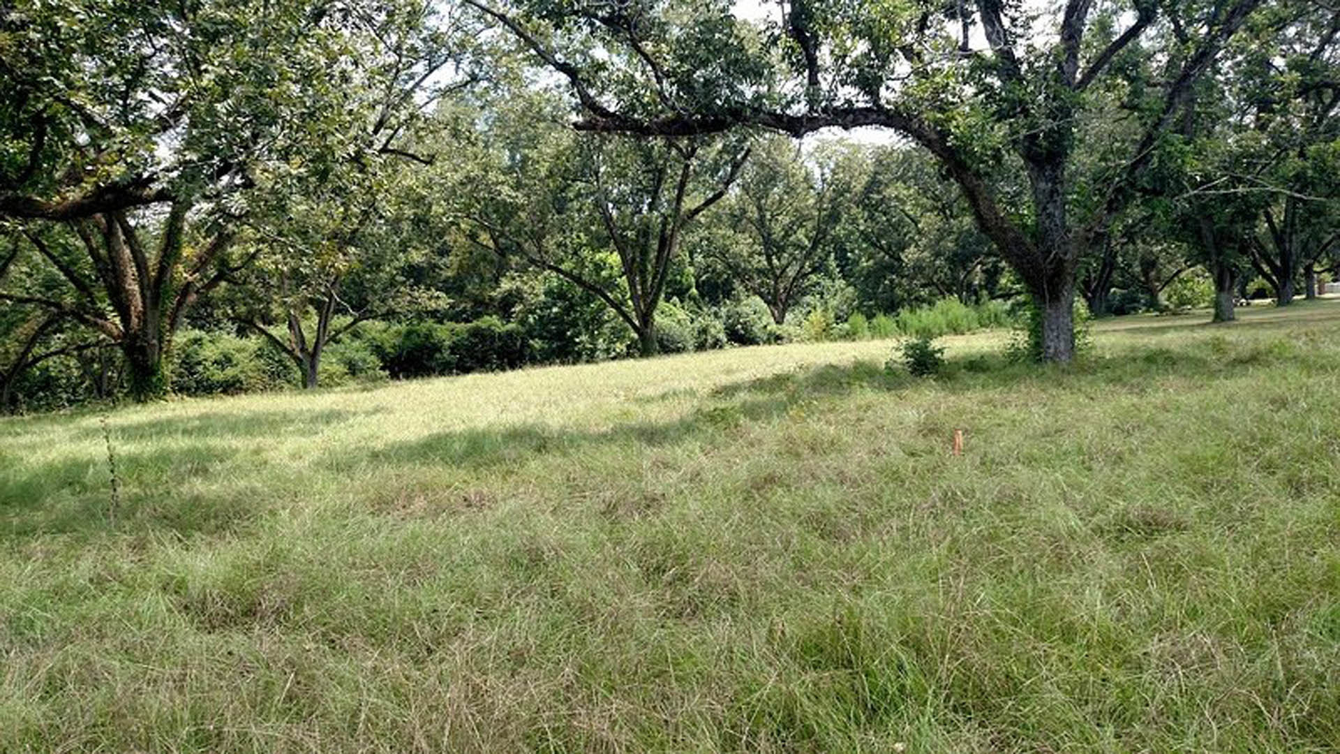 Grassy field bordered by trees and bushes, tall green grass covering open landscape under natural daylight