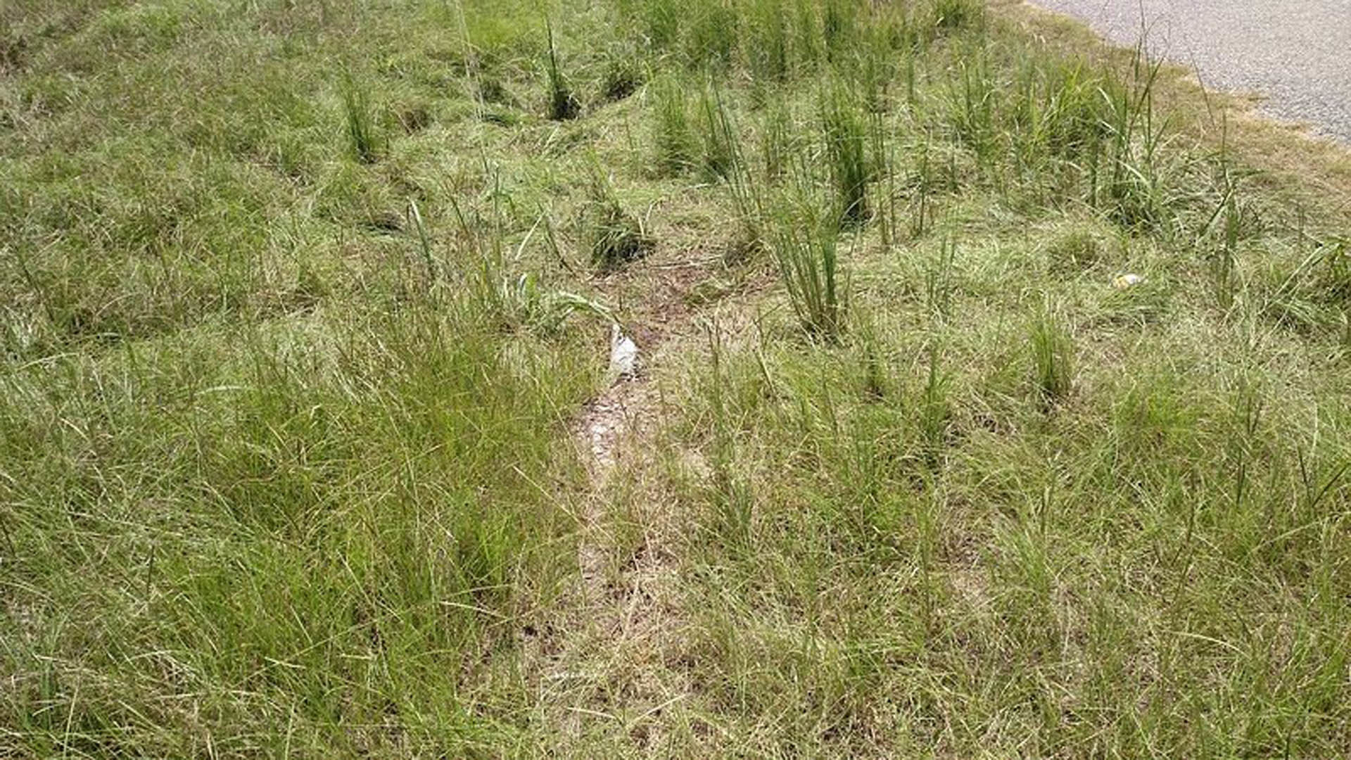 Grassy field with a narrow dirt trail winding through tall green grass and scattered low plants