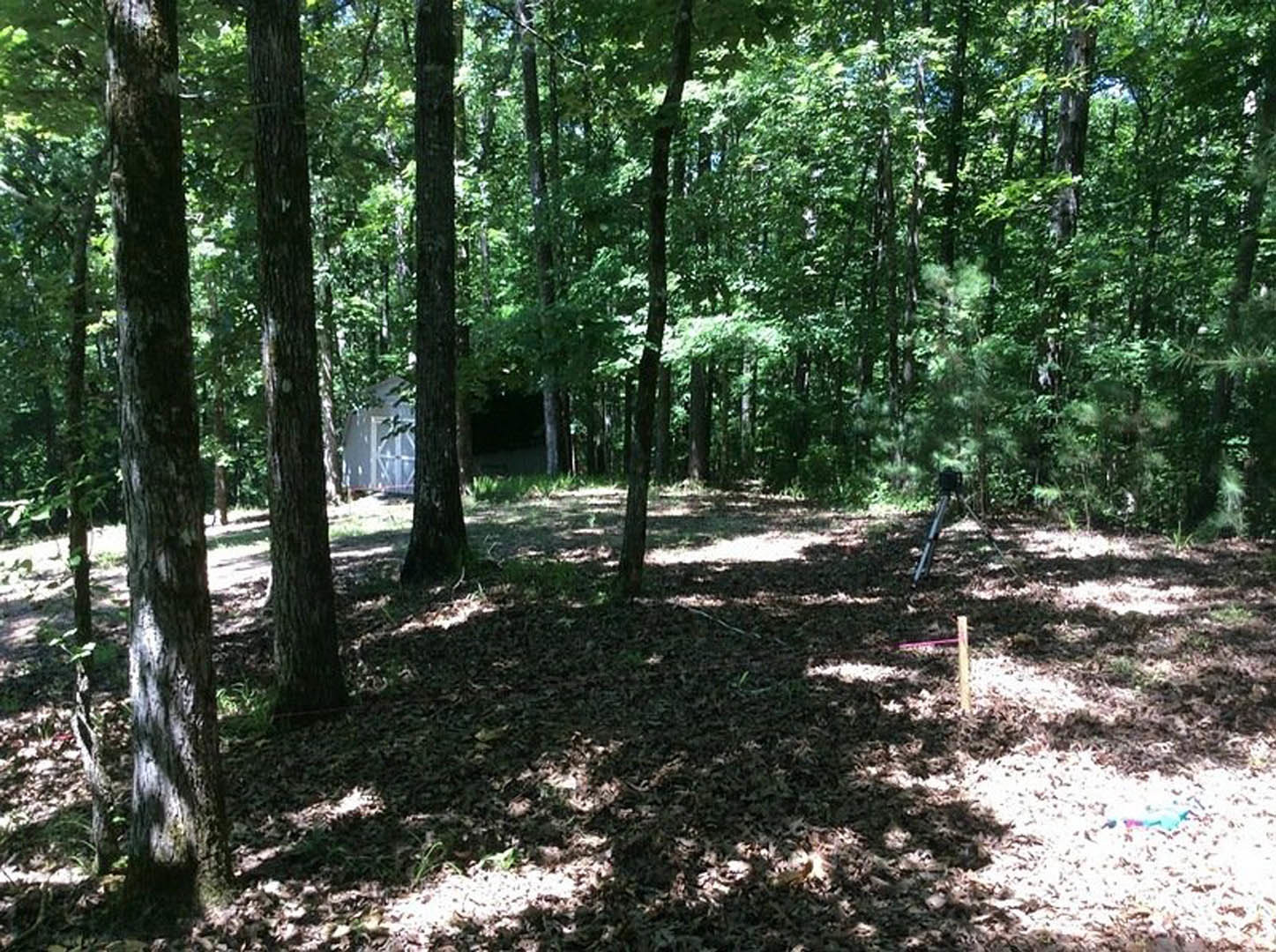 White house with modern siding nestled among tall trees in a dense forest, surrounded by natural woodland and leafy ground cover.