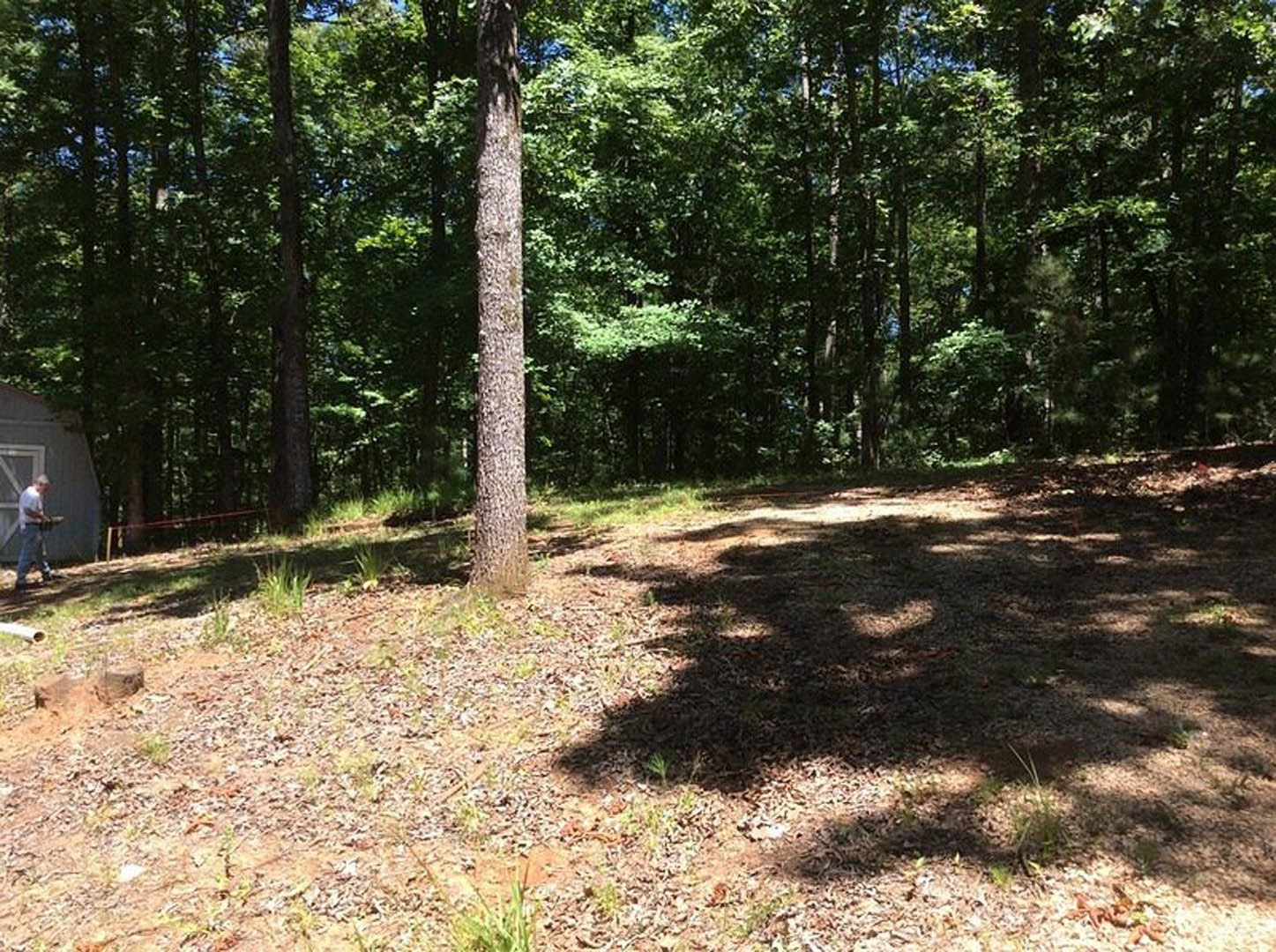 Oak tree trunk surrounded by dense woodland, sunlight filtering through leaves onto grassy ground and dirt path